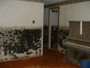Featured image for The Development of Mold Problems